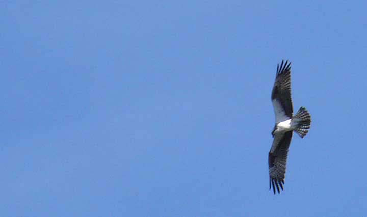 Osprey photo