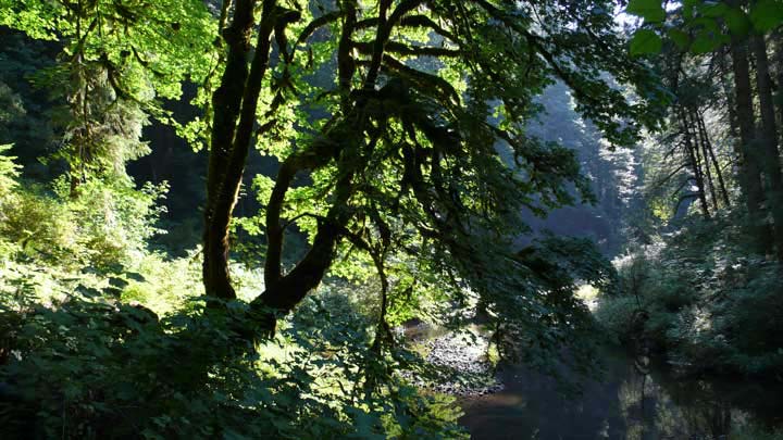 silvercrcanyon