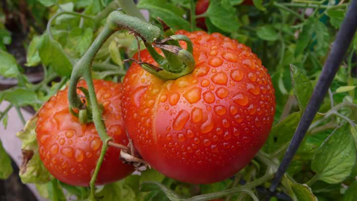 tomatoes2