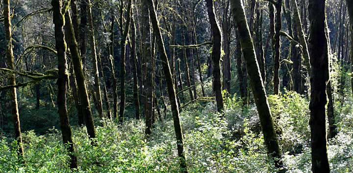 Tryon Creek State Park, Oregon