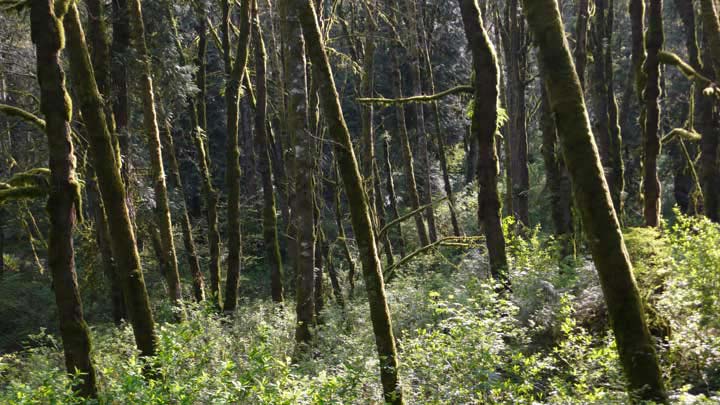 Tryon Creek State Park, Oregon