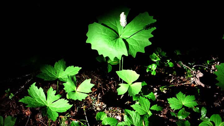vleaf957