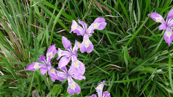 wildiris