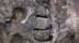 faceinrock