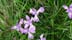 wildiris