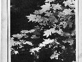 rainv04n08