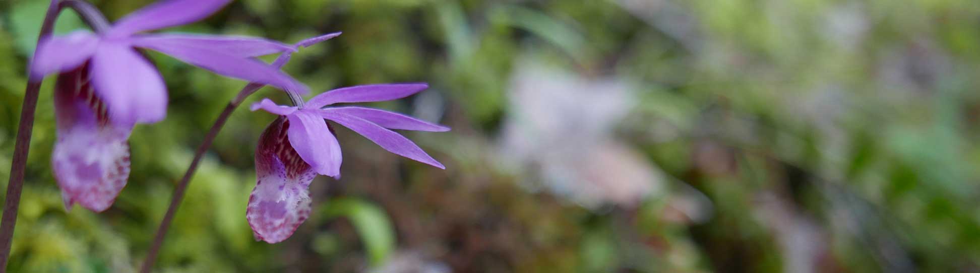 Ancil Nance Photographs
