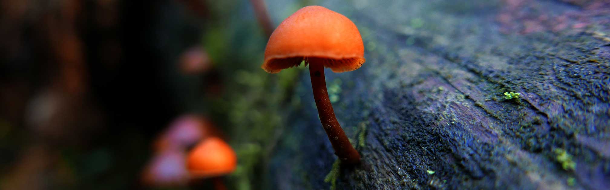 Ancil Nance Photographs