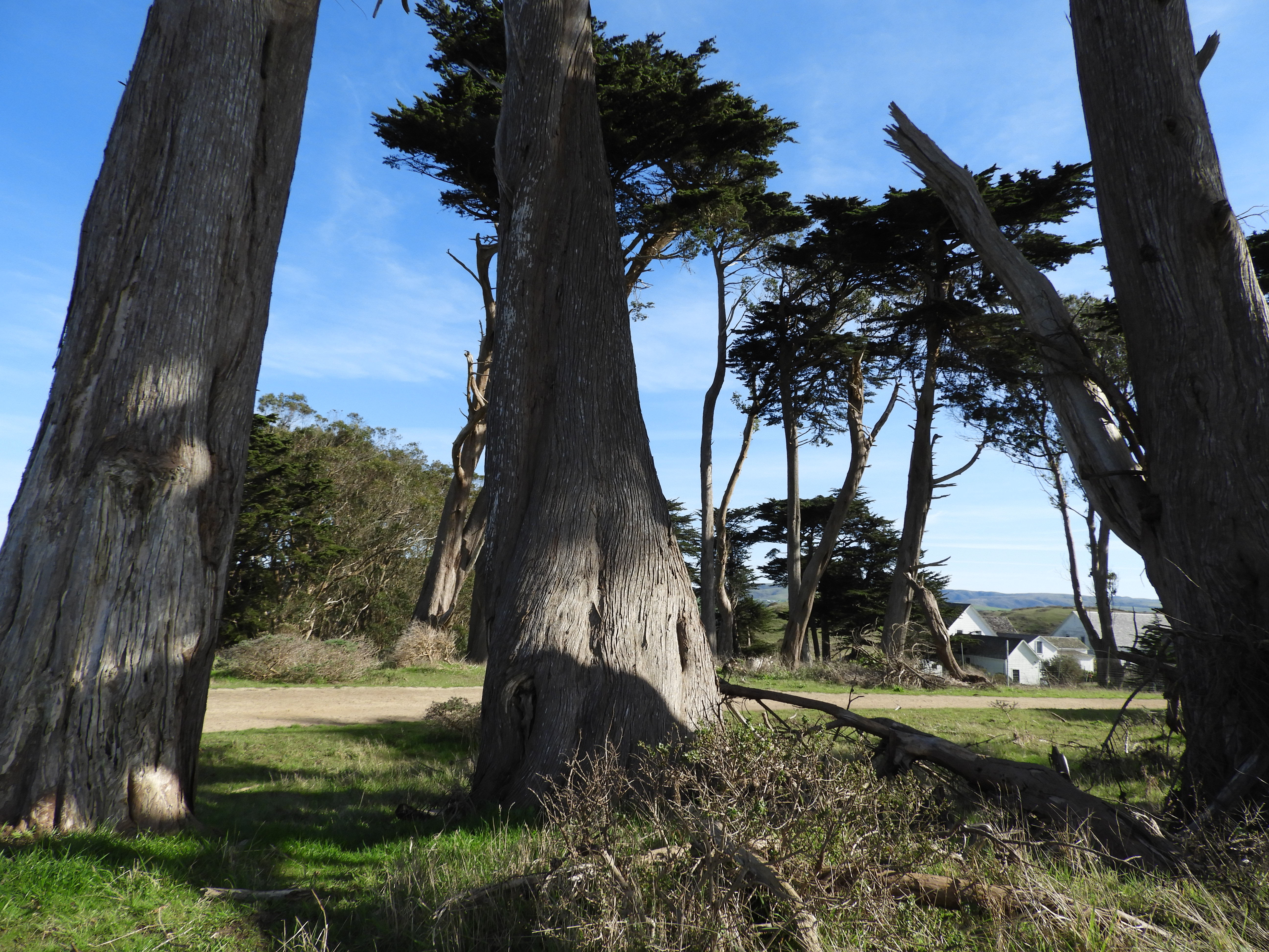 TOMALES BAY, PIERCE POINT RANCH