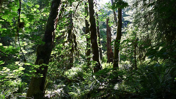 santiam181