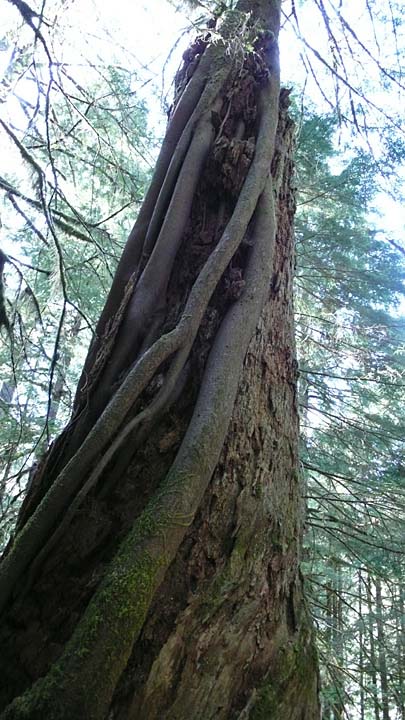 santiam184