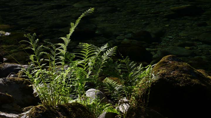 santiam245