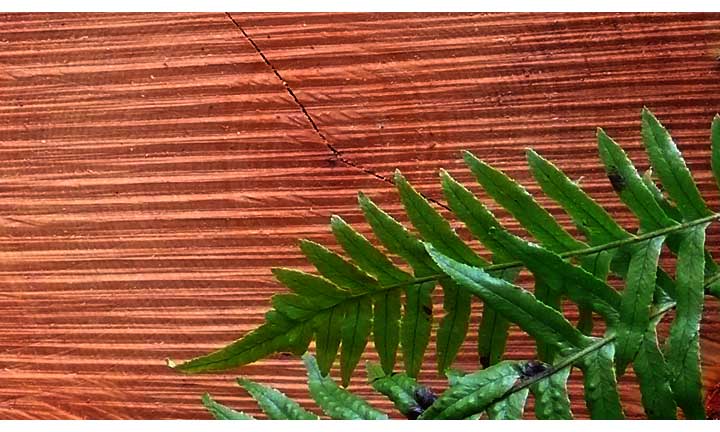 jcutlogfern