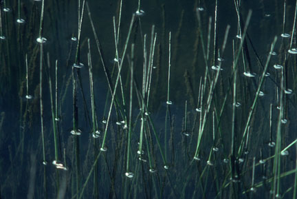 reeds